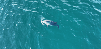 A small harbour porpoise breaks the surface of the sea