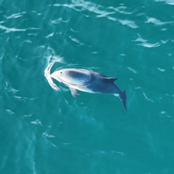 A small harbour porpoise breaks the surface of the sea