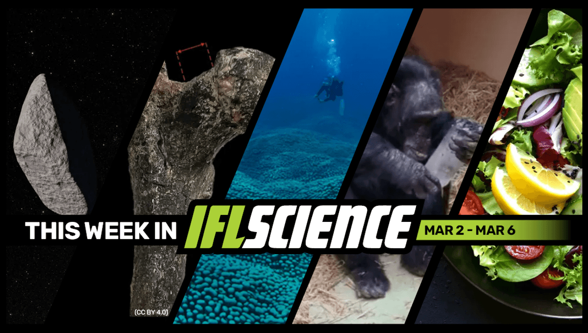 Asteroid 2024 YR4 Won't Smash Into The Moon In 2032, Chimps Love Crystals Just As Much As We Do, And Much More This Week