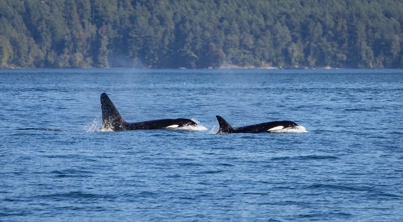 Biggs Transient Orcas swimming in smooth calm water.