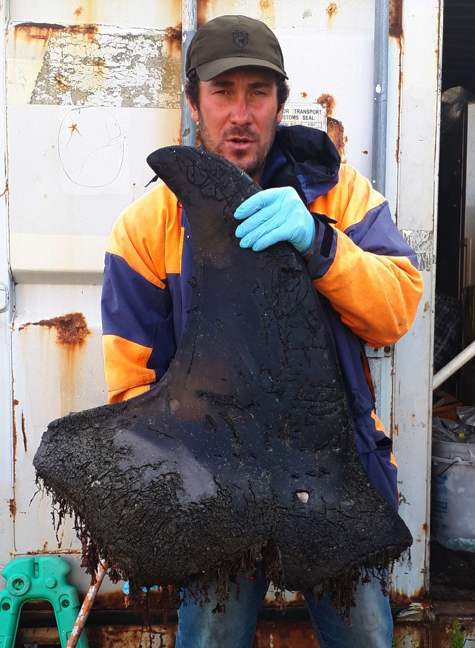 The Russian whale researcher Sergey Fomin with one of the two torn-off killer whale fins that have been found on Bering Island. This one was found in 2022 and likely comes from a young male. It is 47 cm tall