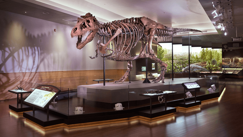 sue the t rex fossil skeleton on display at the field museum