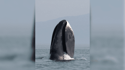 A bowhead whale spyhops off the coast of western Sea of Okhotsk