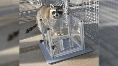 Raccoon interacting with puzzle box