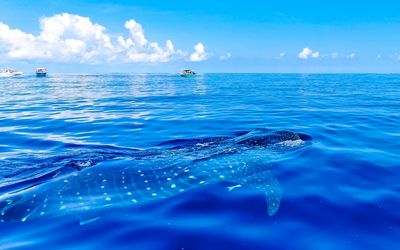 A whale shark breaks the surface of the sea with boat and clouds in the background.