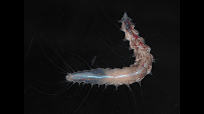 pinkish worm with red organs and one end in the black sea