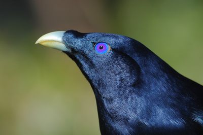 A glossy purple bird with a bright purple eye ringed with blue and a yellow beak