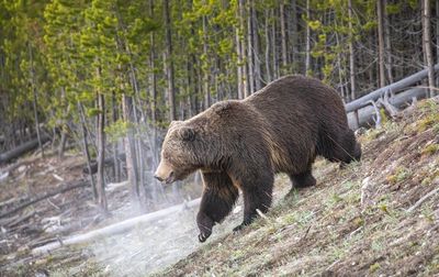 A large male grizzly bear exiting a wood to cross a road in Yellowstone