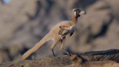 A tiny, feathery bird-like dinosaur with little stubby arms that has small feathery wings and large hook thumb claws on the end