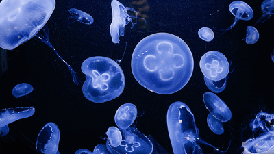 Jellyfish swimming underwater.