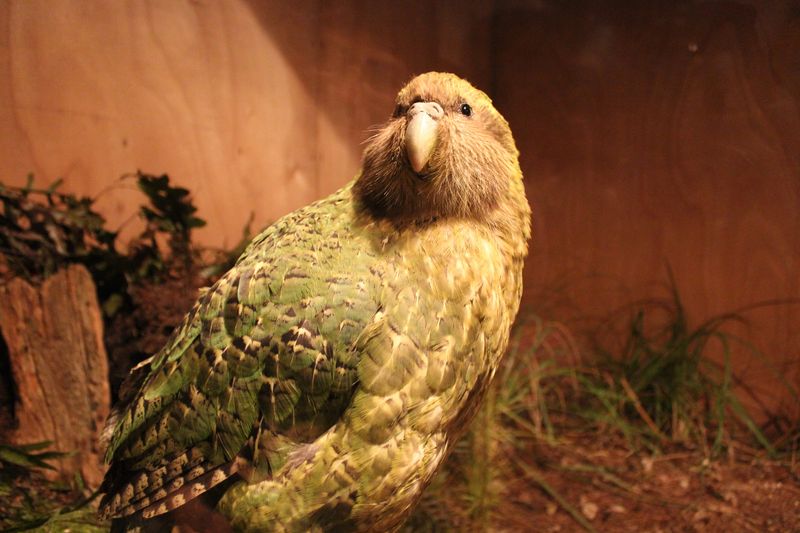 A bright green friendly looking parrot with a big white beak