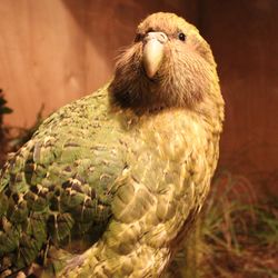 A bright green friendly looking parrot with a big white beak