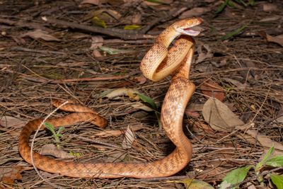 Brown tree snake in a defensive position.
