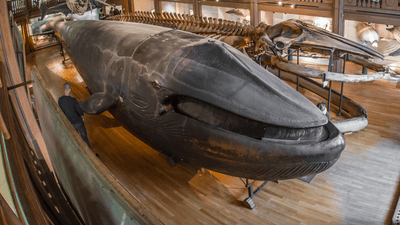 malm whale on display with intact skin