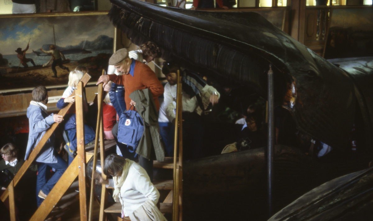 The Malm whale's mouth open on display in 1982. The Malm whale's mouth open on display in 1982.