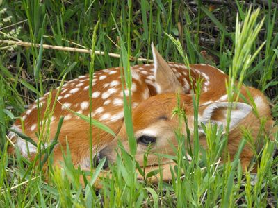 A deer fawn curled up in long grass with a spotty coat