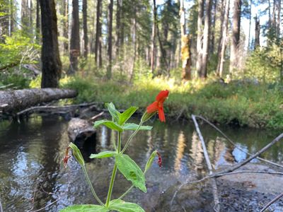 Scarlet monkeyflower plant by stream habitat Credit Seema Sheth