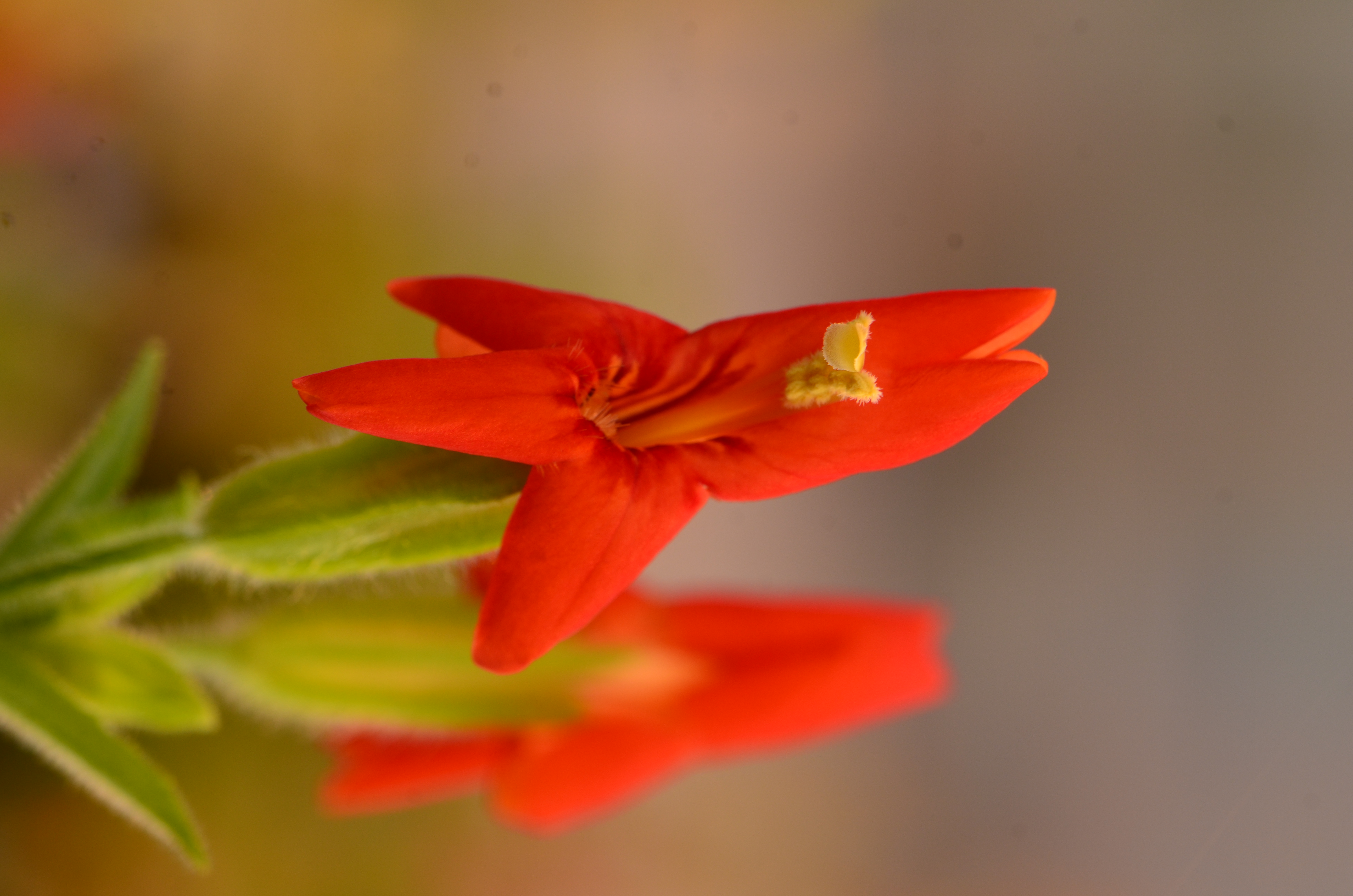 close-up photograph of a scarlet monkeyflower (Mimulus cardinalis) close-up photograph of a scarlet monkeyflower (Mimulus cardinalis)