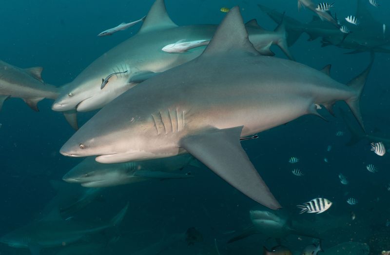 Two bull sharks parallel swimming next to each to each other with lots of other sharks and fish around them.