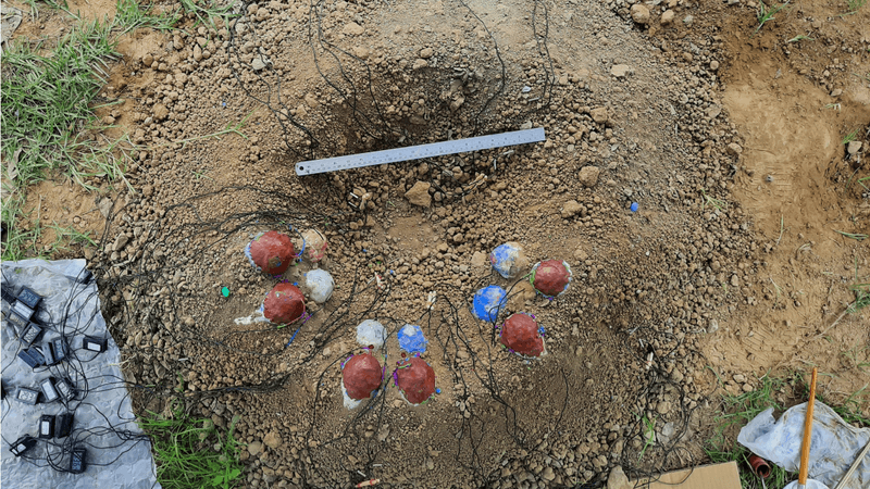 an artificial oviraptor nest with custom-built eggs