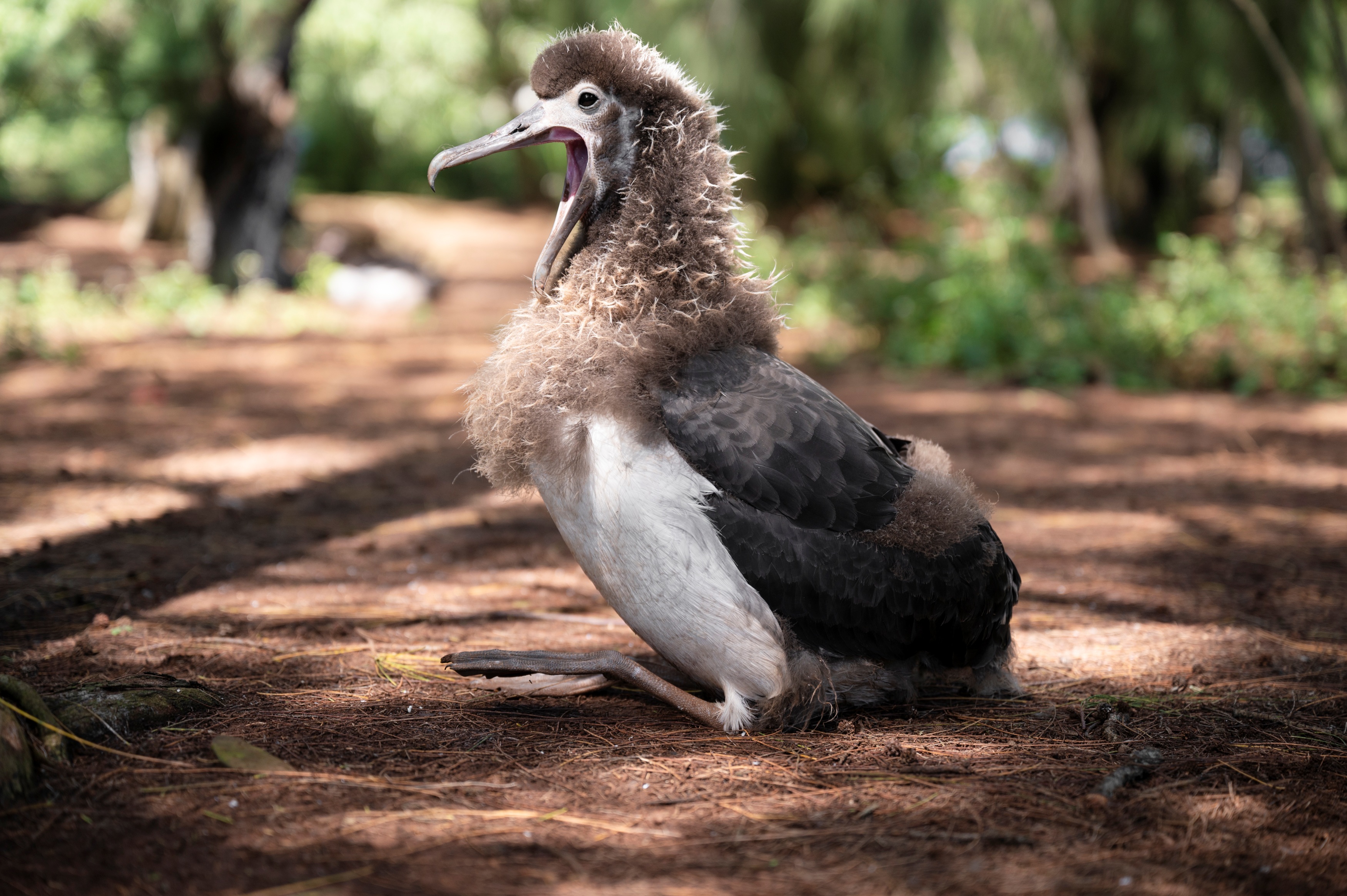 A Laysan albatross chick yawns. A Laysan albatross chick yawns.