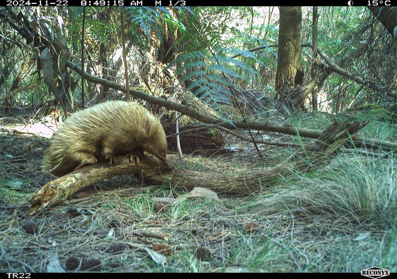 A blonde echidna climbs over a tree branch on the ground, captured by a camera trap.