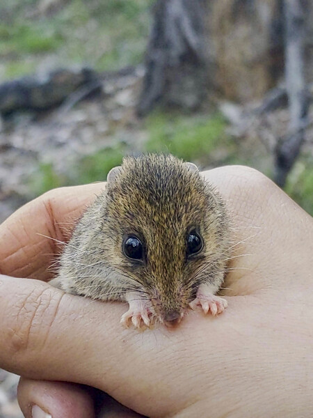 White footed dunnart in the hand. Really cute with big black eyes and tiny toes. White footed dunnart in the hand. Really cute with big black eyes and tiny toes.