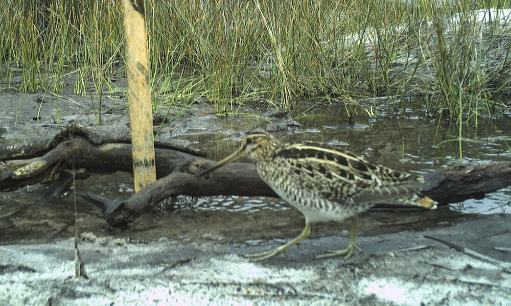 A small bird with a long beak on a muddy area by some water. A small bird with a long beak on a muddy area by some water.