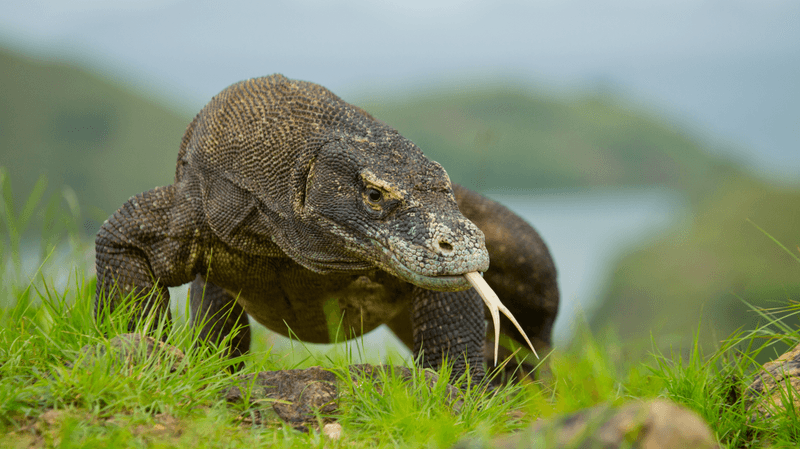 a komodo dragon on grass with its tongue sticking out