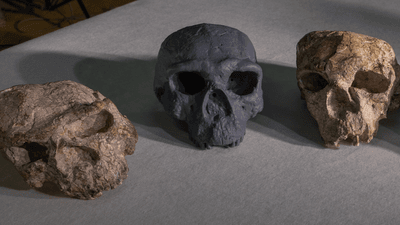 The two fossilized skulls recovered from Yunxian in the late 1980s and early 1990s, along with a reconstruction made in 2025.