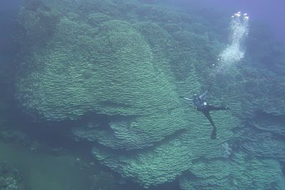 A diver swims in front of a giant coral colony with a stream of bubbles. Their arms and legs are spread apart to indicate how big the coral is behind them.