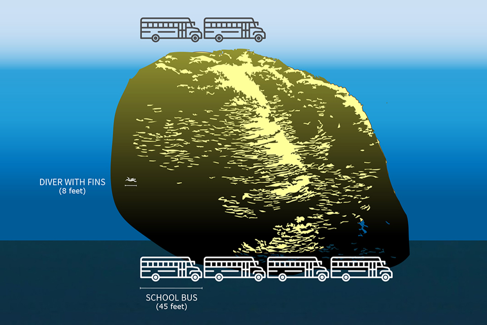 A grpahic showing the size of the coral colony iscomparable to the length of four school buses. A grpahic showing the size of the coral colony iscomparable to the length of four school buses.