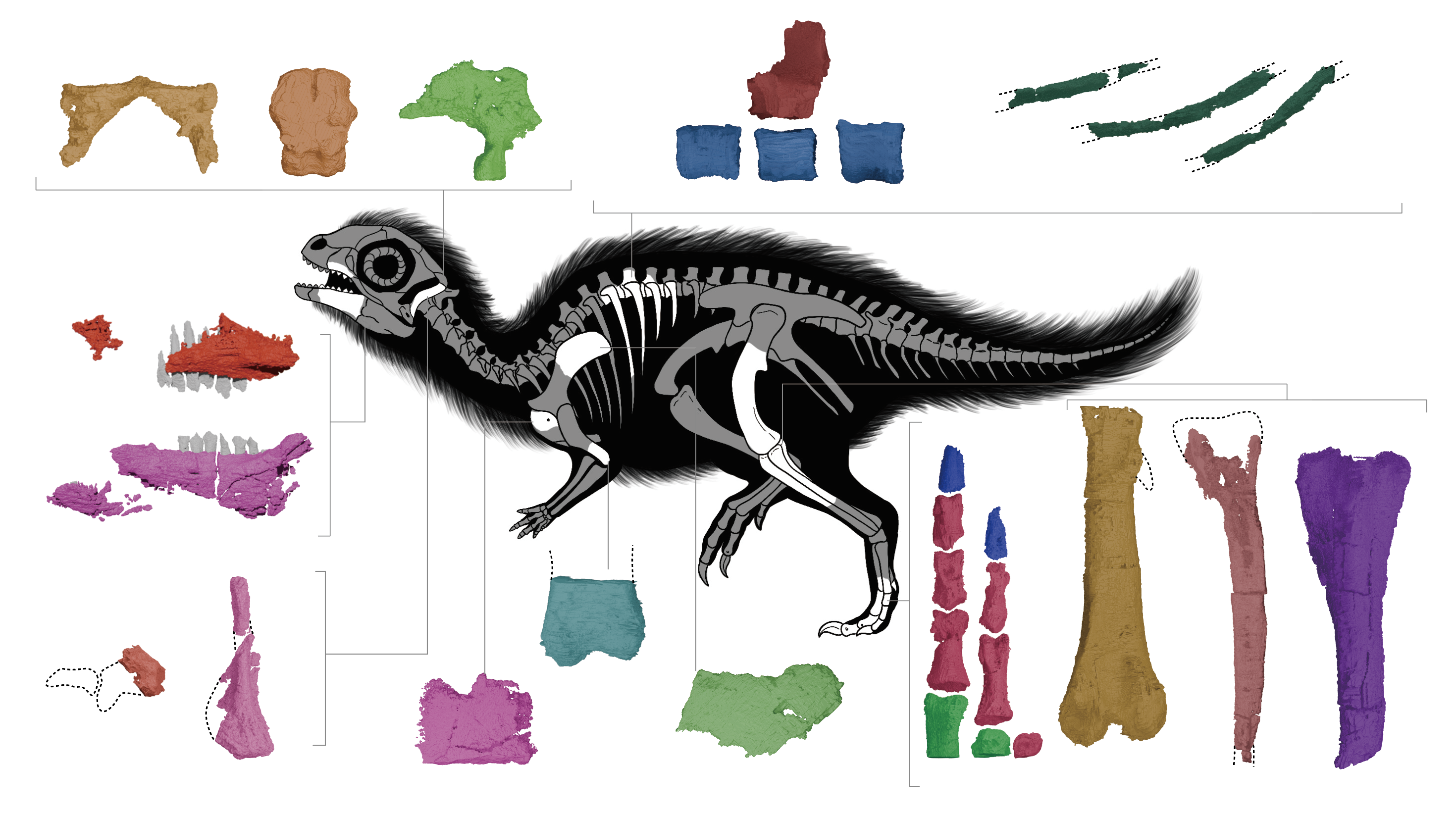 A recontsruction of the baby Doolysaurus surrounded by the bones identified within the rock A recontsruction of the baby Doolysaurus surrounded by the bones identified within the rock
