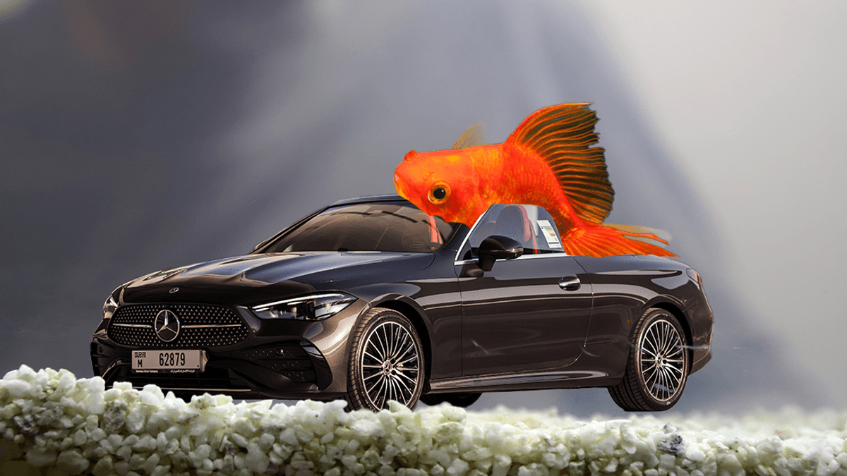 Watch As Blub The Goldfish Becomes A Guinness World Record Holder For Driving A Car