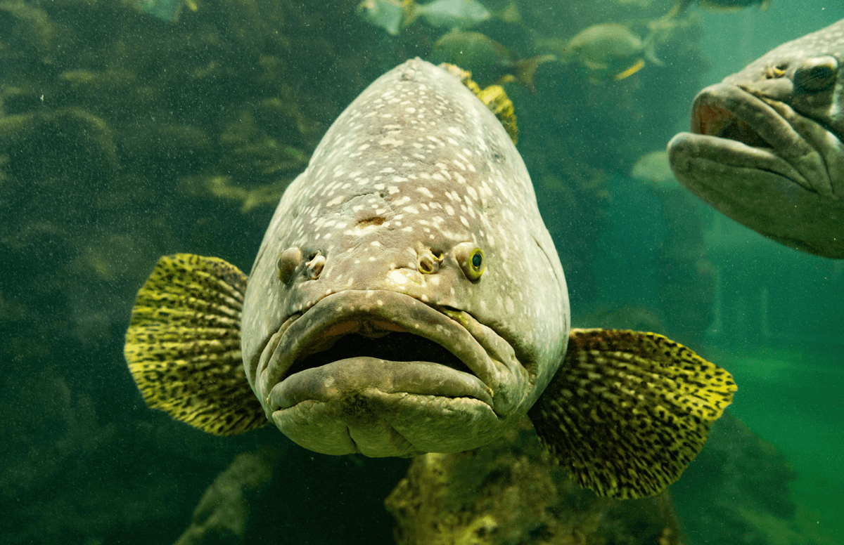 Bubba The "Super Grouper" Was The First Ever Fish To Get Chemotherapy And Live To Tell The Tale