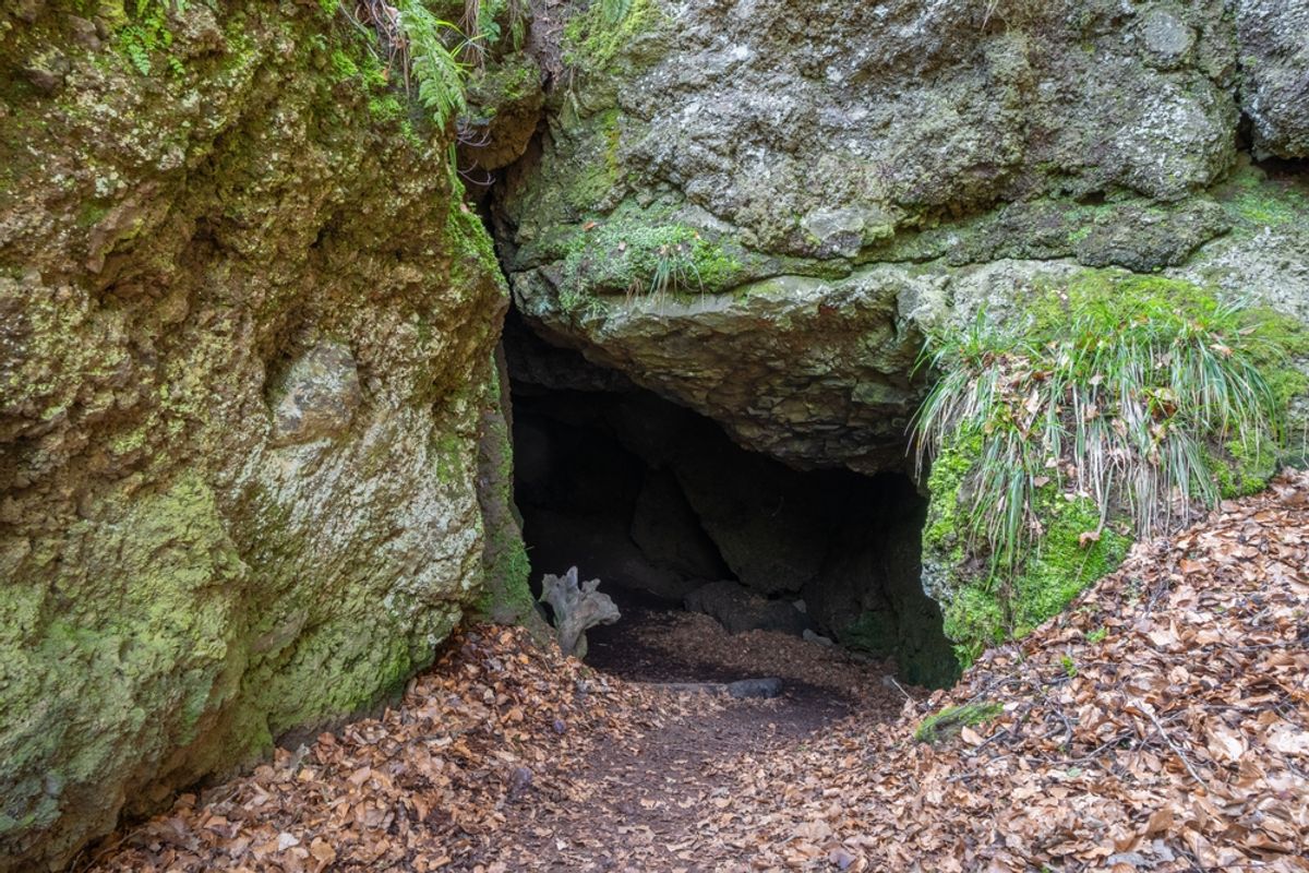 In 1940, A Dog Investigated A Hole In A Tree And Uncovered A Vast Cave Filled With Ancient Human Art