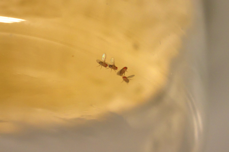 Even in the presence of a female (second from right) two D. santomea males court her, but the male on the left is more interested in the male next to him. Even in the presence of a female (second from right) two D. santomea males court her, but the male on the left is more interested in the male next to him.