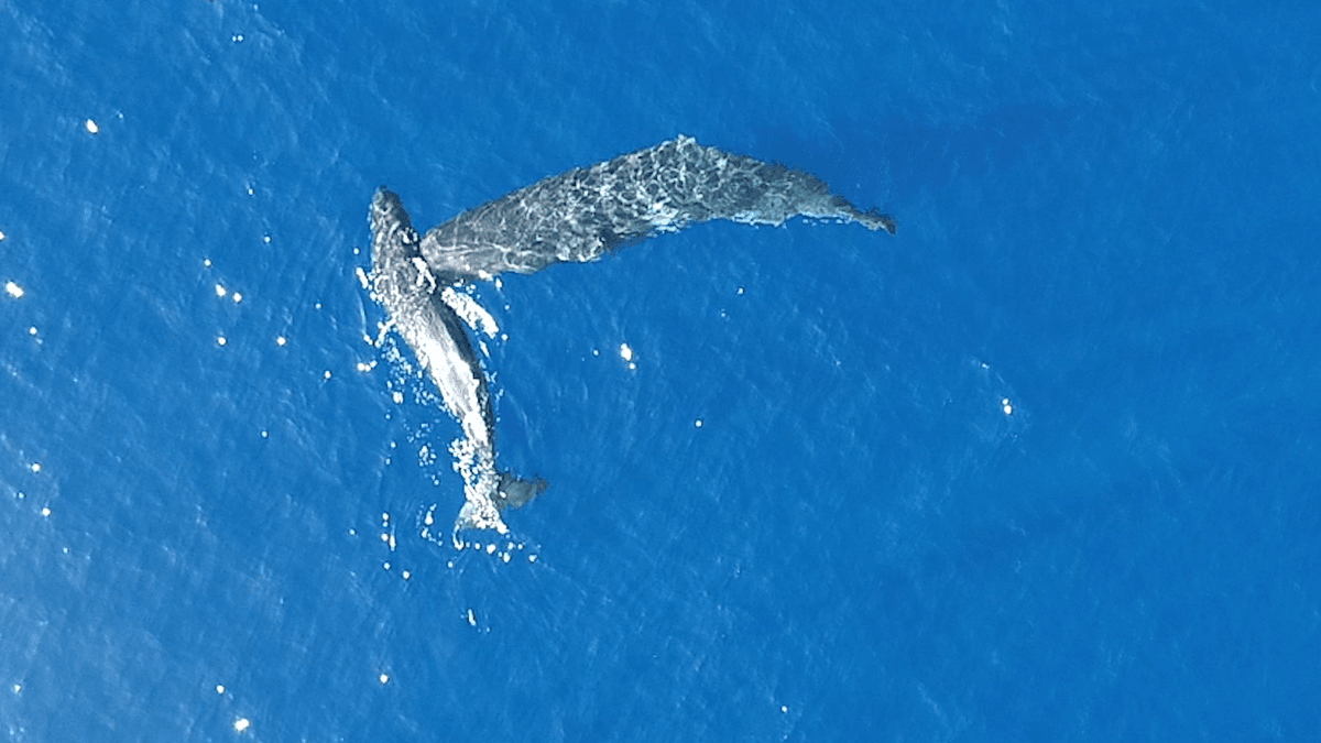 For First Time, Sperm Whales Have Been Captured On Video Headbutting Each Other – We're Just Not Sure Why