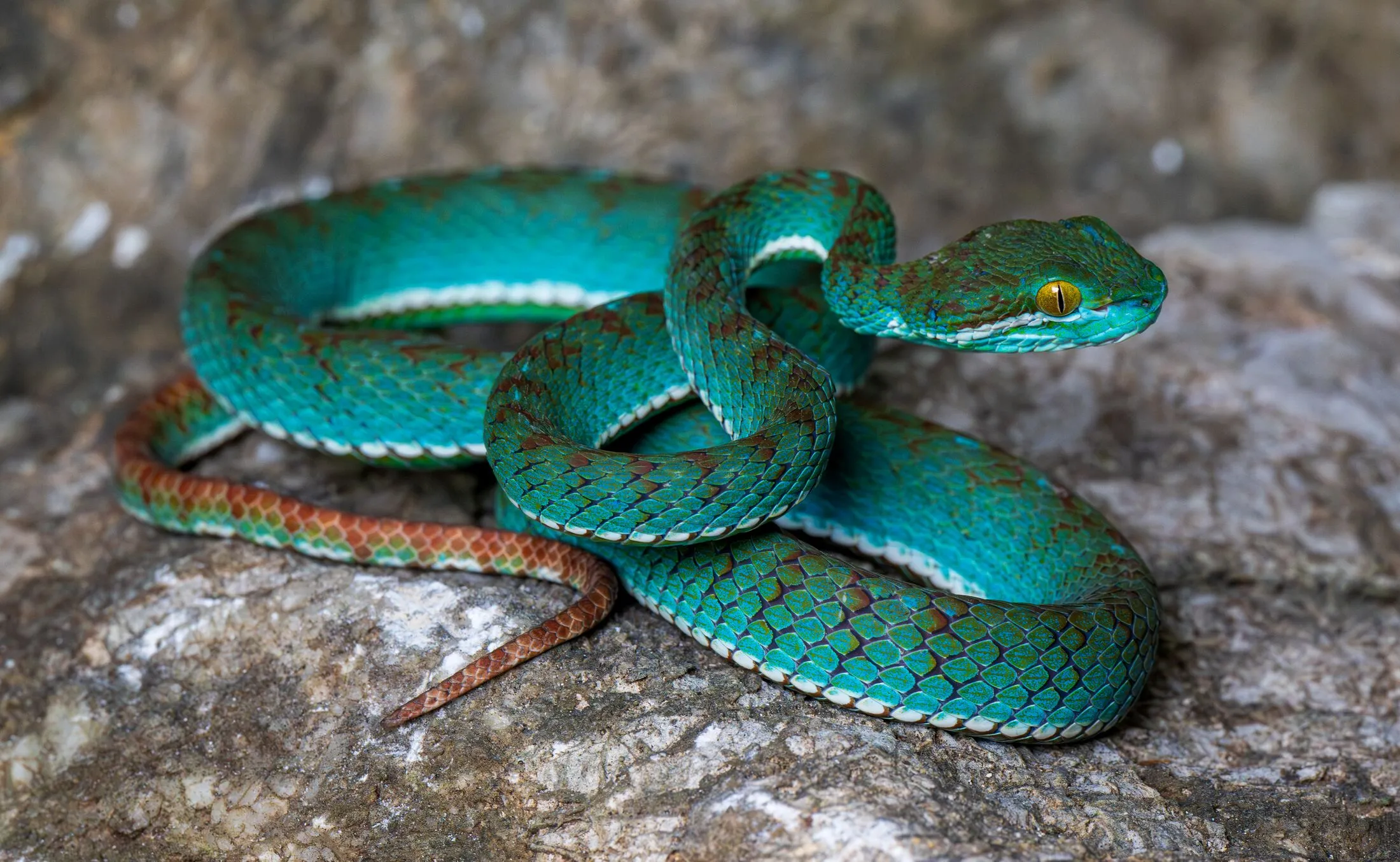 PIT VIPER | ガスガン | トウキョウマルイ