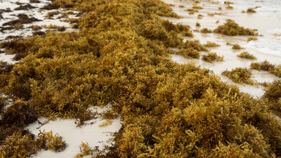sargassum on a beach