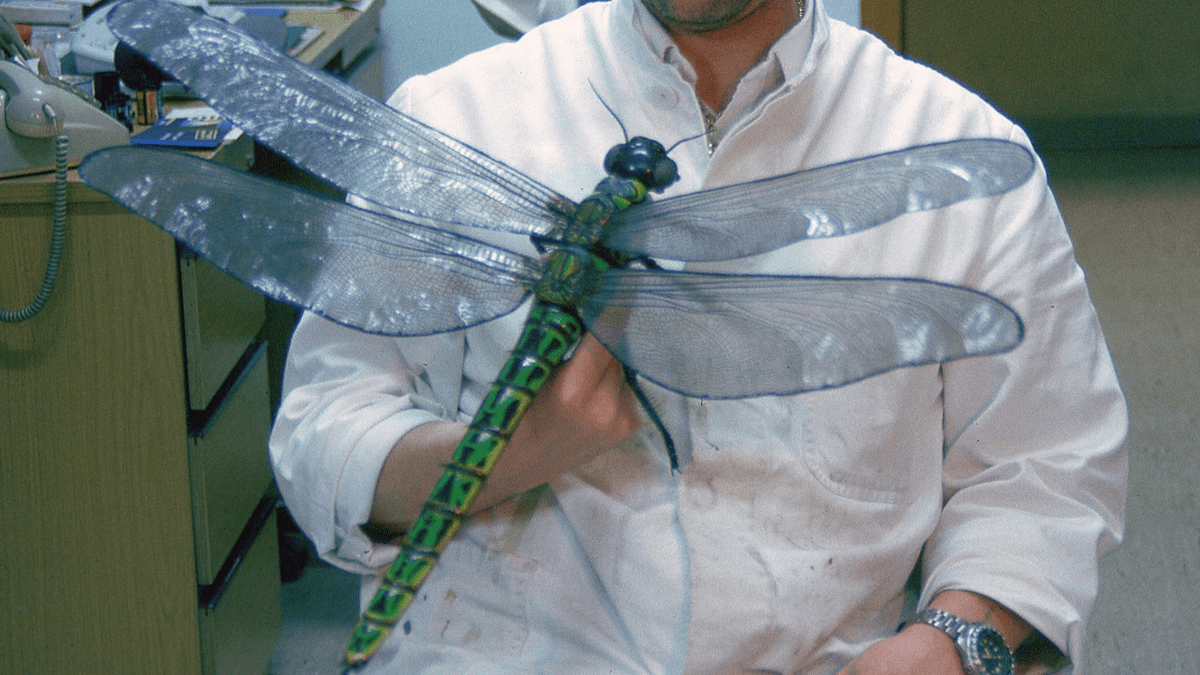 300 Million Years Ago, Insects Were Enormous. That Stopped – And We’re Probably Wrong About Why