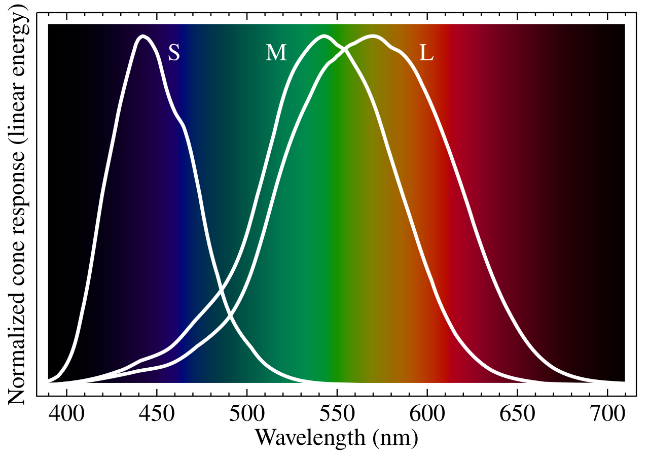 A graph showing the normalized cone response of S, M, and L cones at various wavelengths
