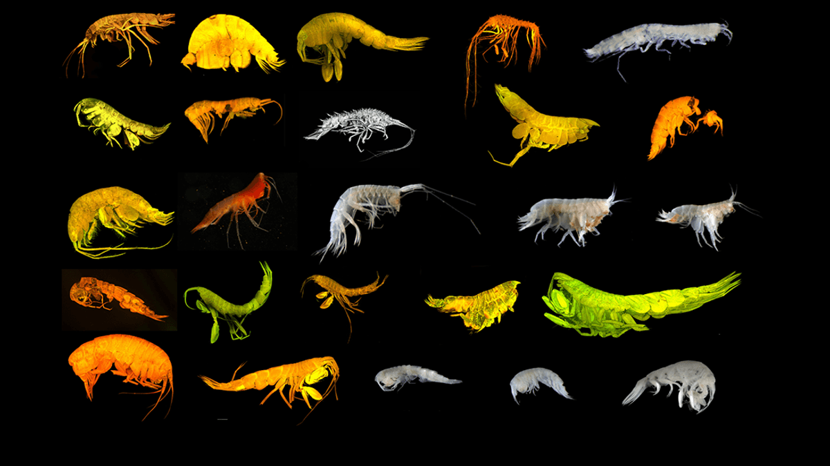 Ambitious Project Aims To Name 1,000 New Deep-Sea Species In The Clarion-Clipperton Zone Before 2030