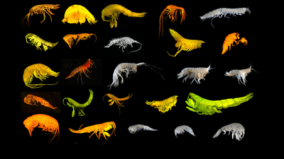 Collage of the 24 new Amphipod species identified in Clarion-Clipperton Zone