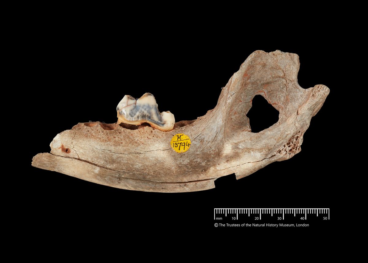 16,000-Year-Old Dog From T&uuml;rkiye Is World’s Oldest Domesticated Canine