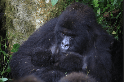 A mother mountain gorilla in the Baraka family at Virunga National Park holds her newborn twins