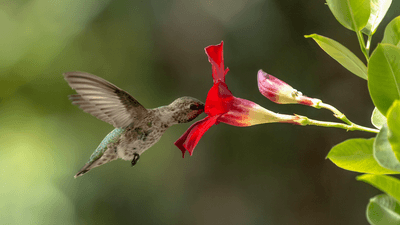 anna's hummingbird with its beak far down a flower, collecting nectar