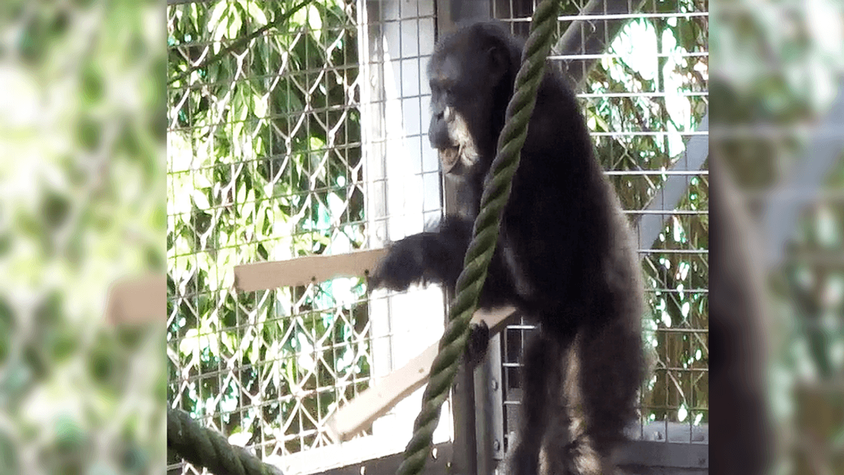Chimpanzees’ Drumming Sequences Show How Musical Instruments May Have Evolved From Song