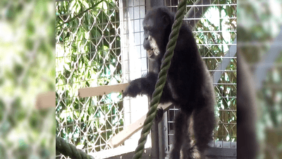 A chimpanzee drumming while expressing its “play” face.