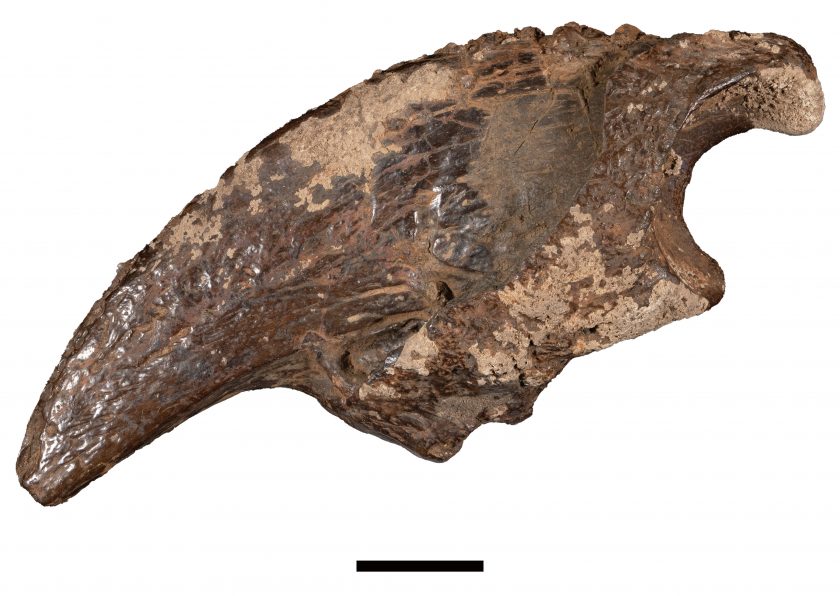 A photo of a claw fossil. It's point, which is facing to the left of the image, has a dull tip and it's surface is glossy, like it has been polished. However, it is also rough as it shows signs of wear from the years.